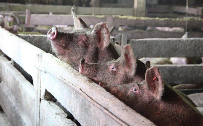 Nou focar de pestă porcină, la graniță cu România. 24.000 de porci vor fi sacrificați