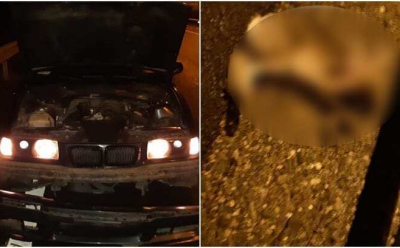 Accident pe Autostrada Transilvania, după ce un iepure a sărit în faţa unui BMW. Lipsea gardul de protecție