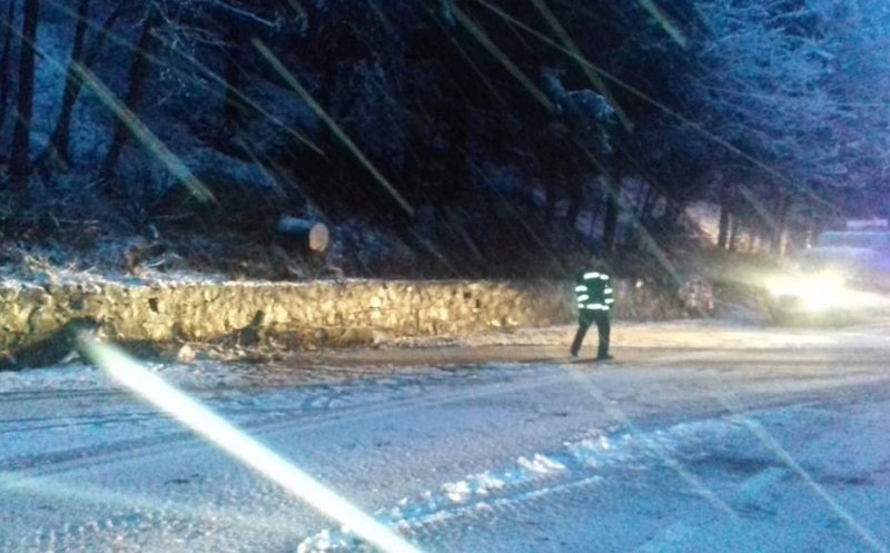 Vremea a făcut prăpăd la Cluj! Copaci căzuți pe drum din cauza vântului