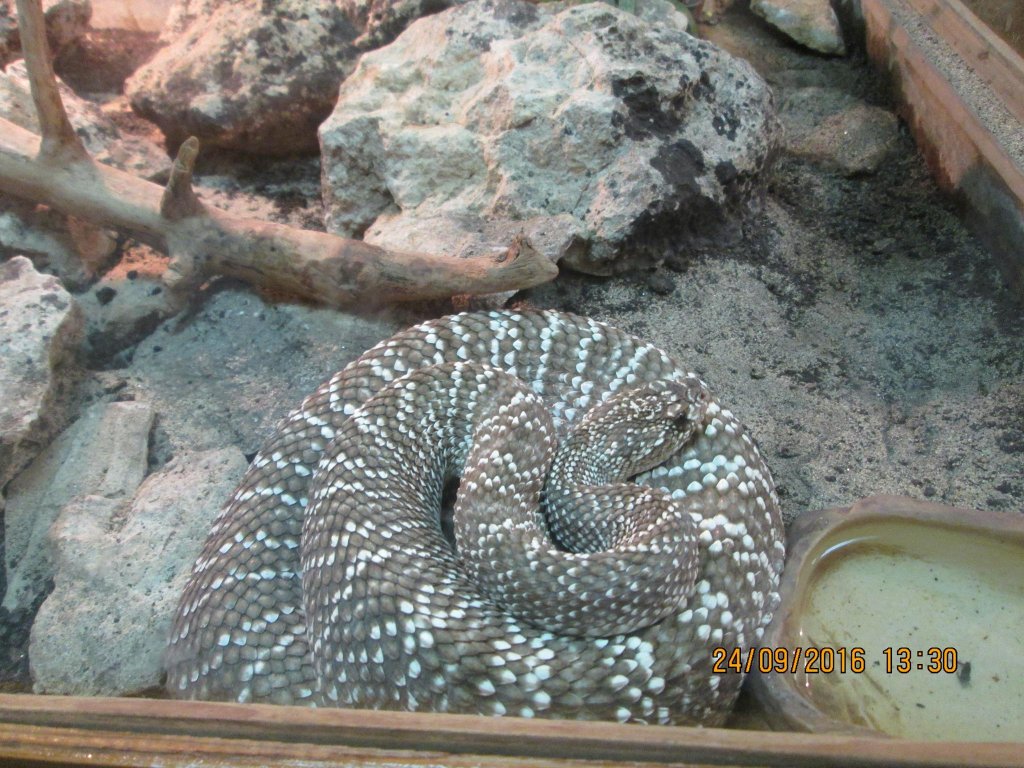 Reptile din Vivariul Universitații Babeș-Bolyai, furate de un bărbat din Florești