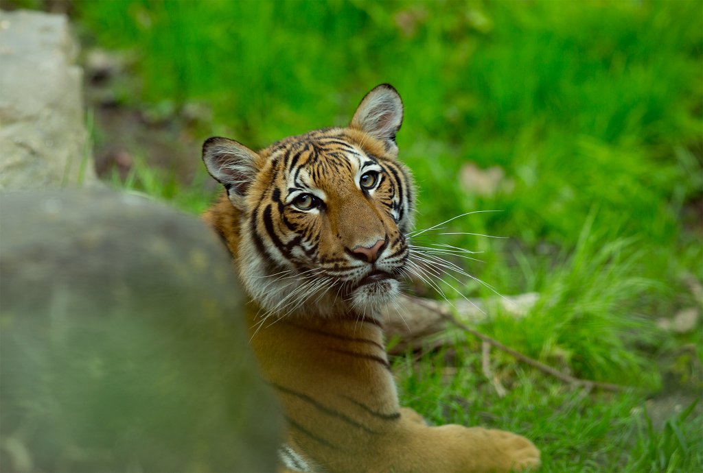 Tigru de la Zoo din New York, pozitiv pentru COVID-19