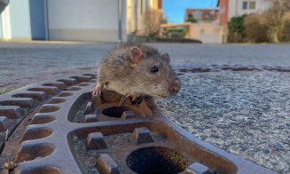 Coronavirus: De ce au ieşit şobolanii pe străzi