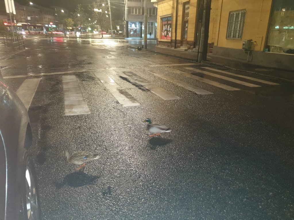 În timp ce clujenii stau acasă, raţele sălbatice au ieşit la plimbare prin oraş