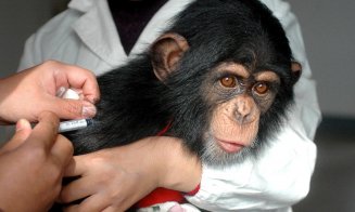 Vaccinul britanicilor de la Oxford a infectat cu COVID-19 toate maimuţele care au participat la experiment