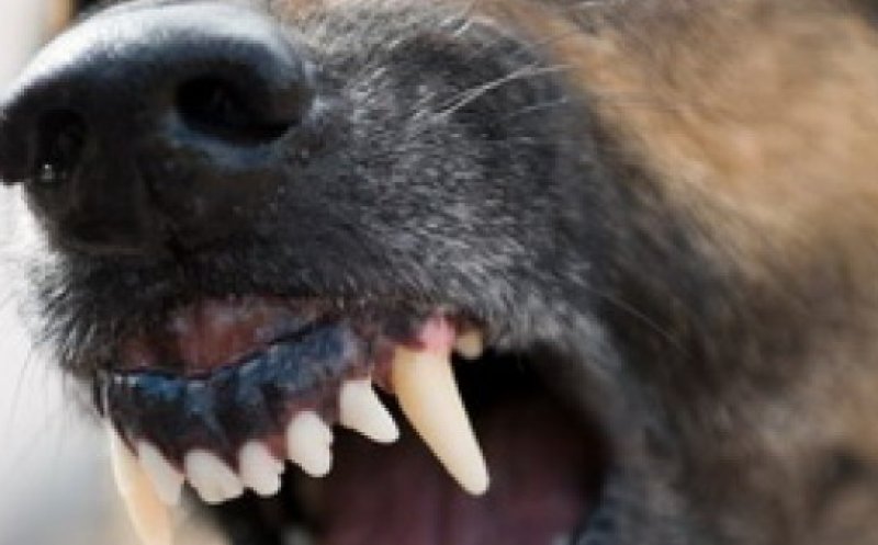 Bărbat sfâșiat de câini într-un cartier din Câmpia Turzii