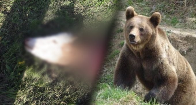 Un urs a atacat și a mâncat o vacă în incinta unei ferme dintre Săndulești și Cheile Turzii