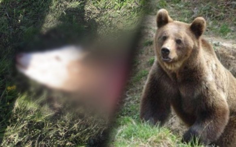 Un urs a atacat și a mâncat o vacă în incinta unei ferme dintre Săndulești și Cheile Turzii