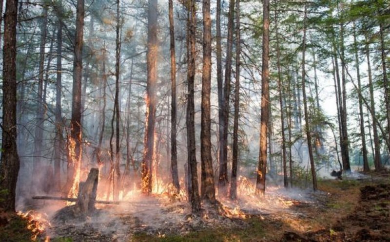 Temperaturi de 38 de grade Celsius în Siberia şi incendii extinse la Cercul Arctic