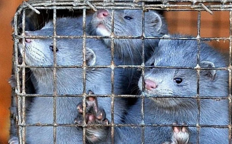 Se confirmă transmisia comunitară a virusului la animale. Peste 90.000 de nurci vor fi sacrificate după ce au luat Covid-19