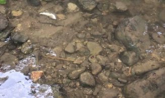 Dezastru ecologic pe Valea Drăganului. Peștii zac morți pe jos