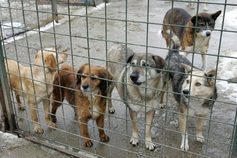 Birthplace Pharmacology widower Ziua de Cluj | Adăpost modern pentru câinii fără stăpân din Florești.  Pivariu: „Ne vom ocupa de pregătirea animalelor pentru adopție”