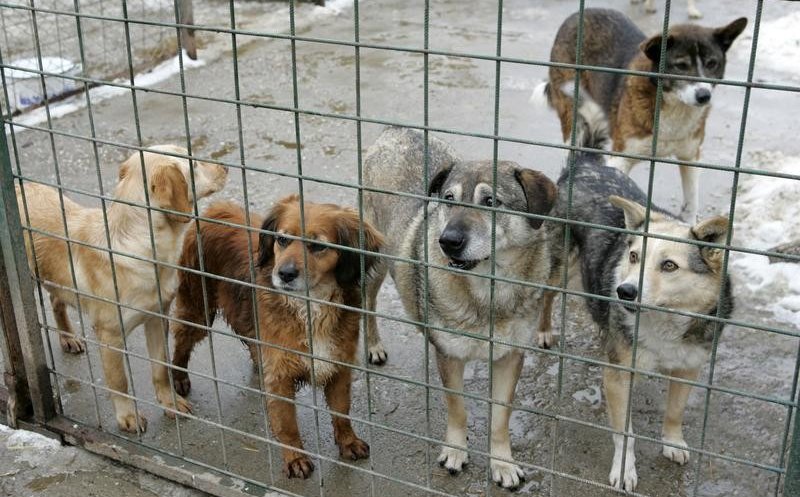 Adăpost modern pentru câinii fără stăpân din Florești. Pivariu: „Ne vom ocupa de pregătirea animalelor pentru adopție”