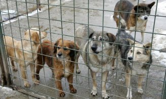 Adăpost modern pentru câinii fără stăpân din Florești. Pivariu: „Ne vom ocupa de pregătirea animalelor pentru adopție”