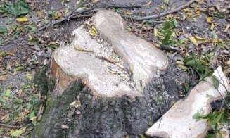 La Cluj-Napoca se taie copacii pentru a se "planta" antene