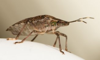 Invazie de gândaci puturoşi de toamnă în Cluj-Napoca, oraşul de cinci stele