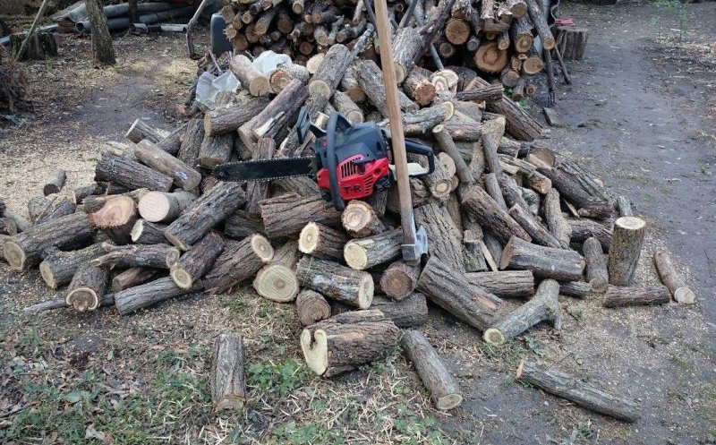 Situație incredibilă la Cluj! Primar PSD, nou ales, urmărit penal pentru furt de arbori. Era pădurar
