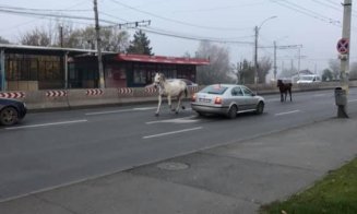 Clujul, ca Vestul Sălbatic. Cai în galop la Teatrul Național