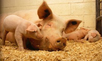 Kaufland va avea carne de porc doar de la animale născute în România