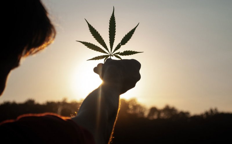 Canabisului i se recunosc oficial proprietăţile medicinale