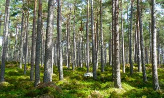 S-a prelungit termenul pentru depunerea cererilor de ajutoare pentru împăduriri