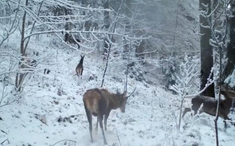 Ciute și cerb se joacă, în zăpadă, într-o pădure din Apuseni