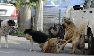 Campanie de ridicare a câinilor fără stăpân la Apahida. Vor fi luați toți cei care nu au cip