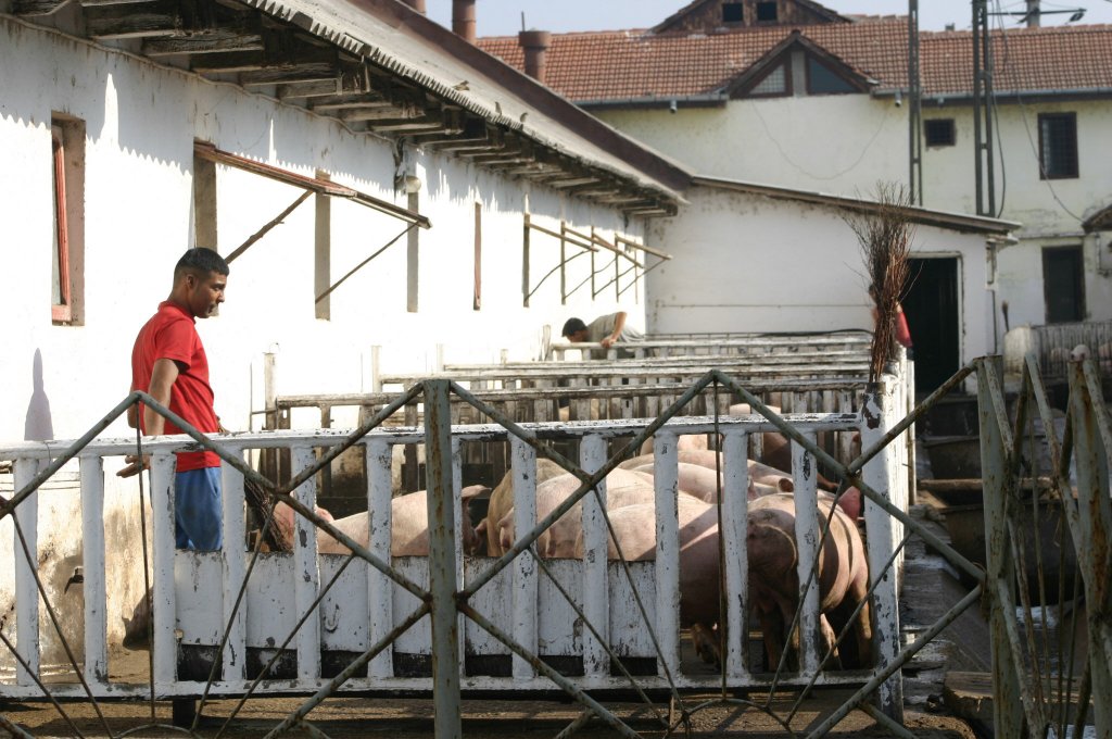 Ordin de la Oros: gospodăriile de familie cu peste cinci porci, obligate să se înscrie la Registrul Comerțului