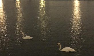 Lebede "la pescuit" pe Someş, lângă Sala Sporturilor din Cluj-Napoca