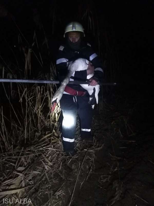 Misiune delicată pentru pompieri. Au salvat o lebădă rănită din apele unui râu