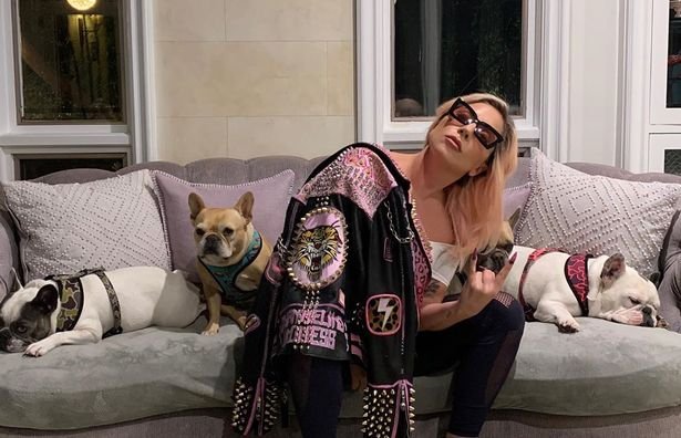 Lady Gaga, în stare de șoc! Câinii vedetei au fost furați de un individ care l-a împușcat pe cel care îi plimba