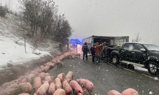 Un TIR încărcat cu 600 de porci s-a răsturnat în Pasul Tihuța