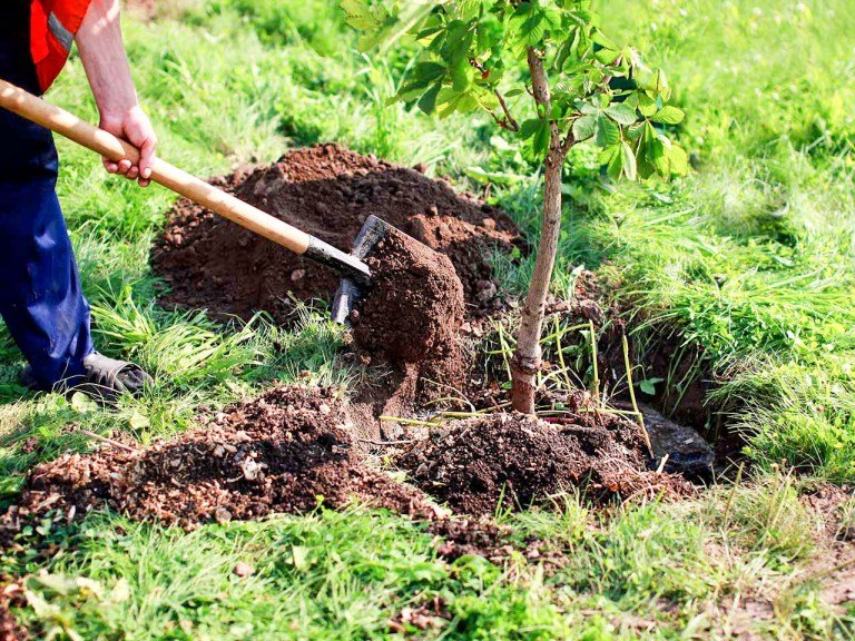 Proiect de împădurire la Cluj. Plantare de copaci de-a lungul a șase drumuri județene