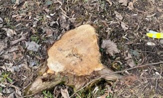 Pe cine încurcă arborii din parcul Detunata?