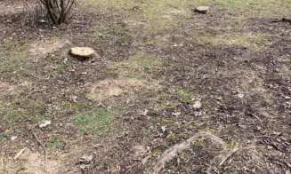 Pe cine încurcă arborii din parcul Detunata?