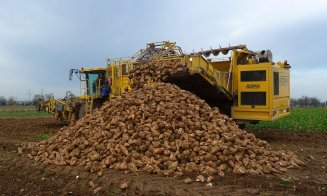 Producătorii de sfeclă de zahăr din Cluj au intrat în vizorul asigurătorilor