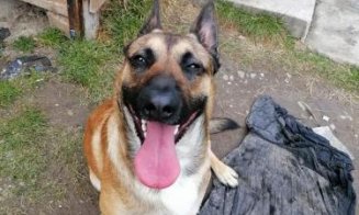 Câinele împușcat la Cluj, în curtea oamenilor. Fusese adoptat de 4 zile