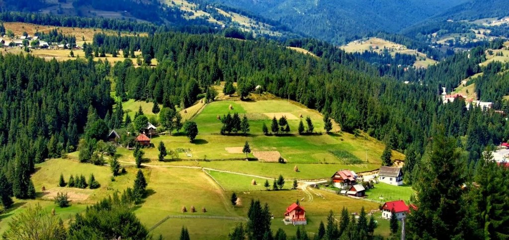 Împădurire Parcul Natural Apuseni