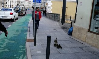 Imaginea zilei! Familie de rățuște, escortată de un polițist prin centrul Clujului
