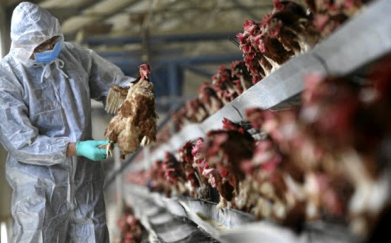 China a raportat primul caz din lume de gripă aviară H10N3 la om