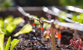 Producător de sere din Cluj: "Viitorul în agricultură este irigarea prin picurare, marile rețele sunt depășite"