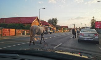 Clujul, ca-n Vestul Sălbatic. Caii fluidizează traficul din Floreşti