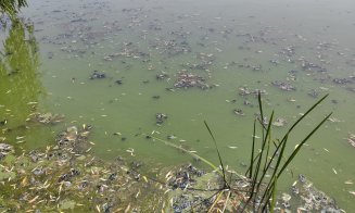 Vegetație și miros urât pe lacul din Gheorgheni. RADP: "Este curățat zilnic. Este, totuși, un lac viu, nu este un lac de cleștar"