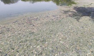 Vegetație și miros urât pe lacul din Gheorgheni. RADP: "Este curățat zilnic. Este, totuși, un lac viu, nu este un lac de cleștar"