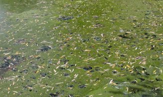 Vegetație și miros urât pe lacul din Gheorgheni. RADP: "Este curățat zilnic. Este, totuși, un lac viu, nu este un lac de cleștar"