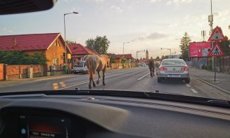 Primarul Floreștiului, despre animalele din comună: „Caii vor fi ridicați, dar avem nevoie de o formulă juridică”