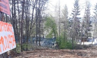 Terenul proaspăt defrişat din pădurea Făget se vinde pe OLX
