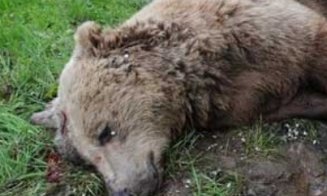 Urs lăsat să moară pe marginea unui drum forestier din Cluj. Se fac cercetări privind uciderea animalelor cu intenție