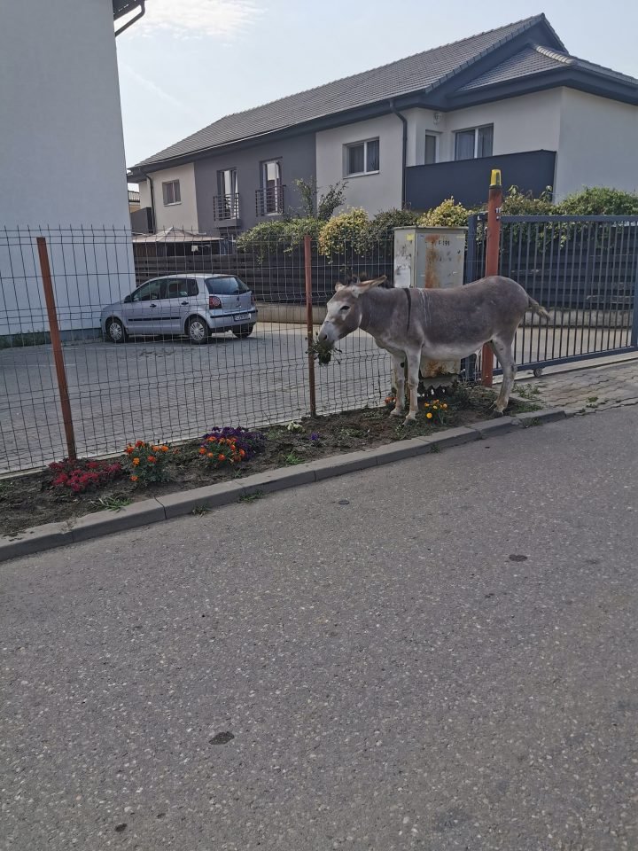 Un măgar pofticios a lăsat fără flori o stradă din Florești