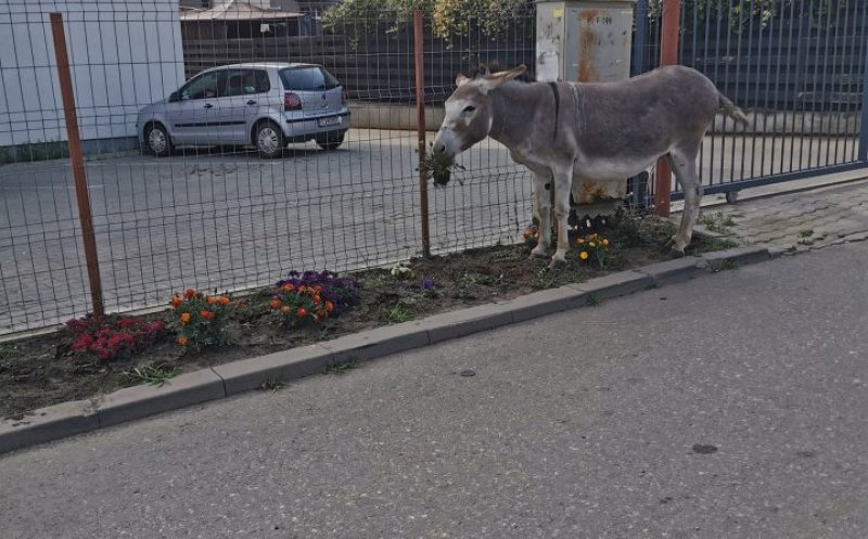 Un măgar pofticios a lăsat fără flori o stradă din Florești