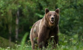 Urșii agresivi vor fi împușcați! Guvernul a adoptat OUG privind procedurile de intervenție